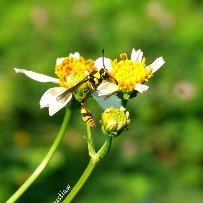 Yellow Jacket