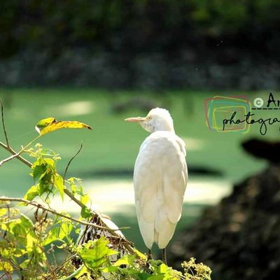Egret 