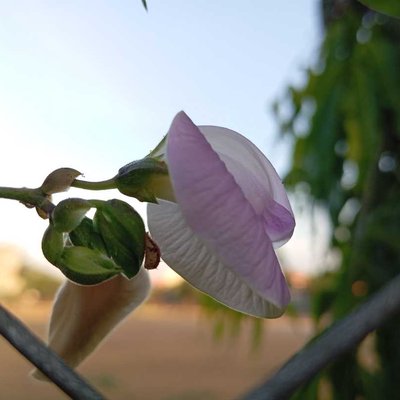 kacang kupu-kupu
