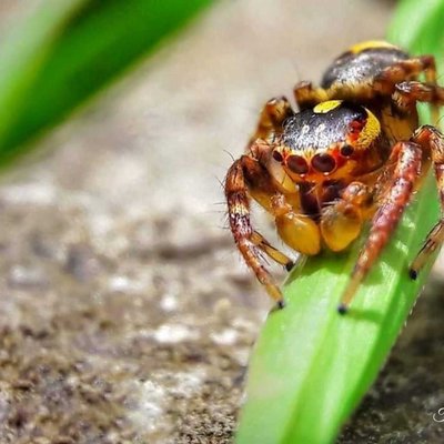 Jumping Spider