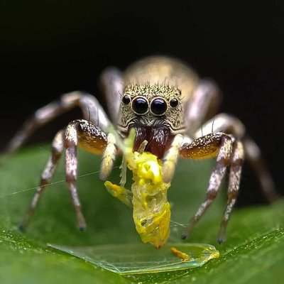 Cosmophasis