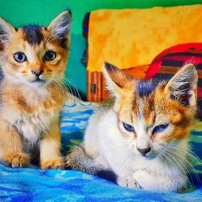 The Cats | 🐈