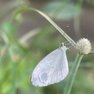 Leptosia nina