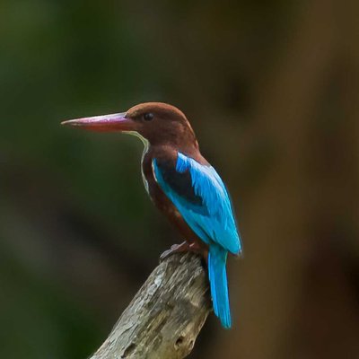 White Throated Kingfisher