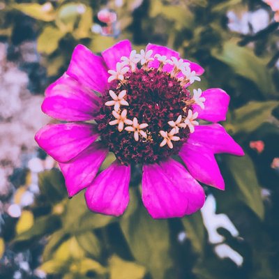 flower 😍