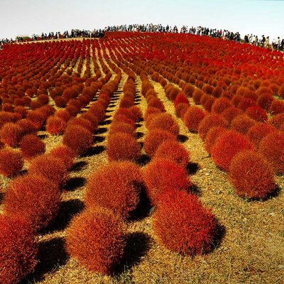 hitachi seaside park