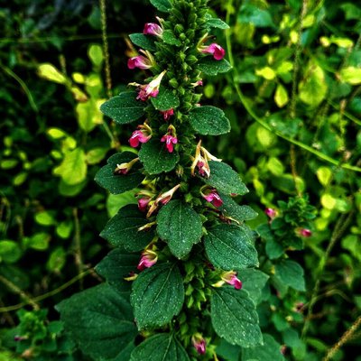 NATURE