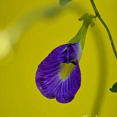 Butterfly Pea Flower