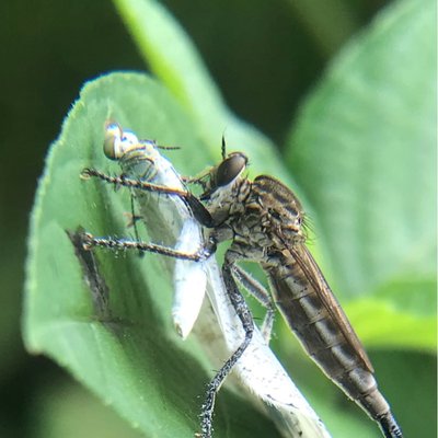 Robber Fly with prey