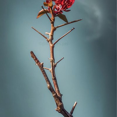 Complexities in the minimal world.🥀🥀