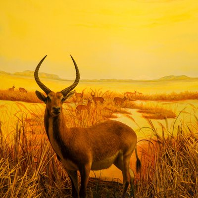 Animal Museum Jatim Park II