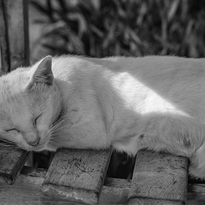 kucing tidur