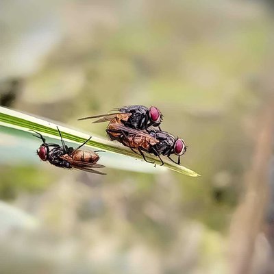 Lalat