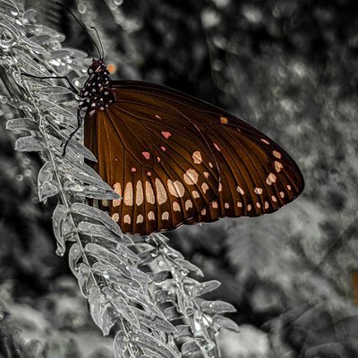 Flutter-by 🦋