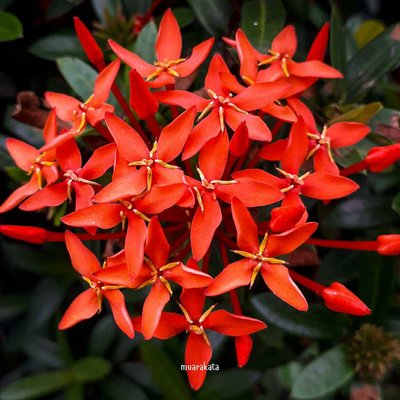 Macro Flora