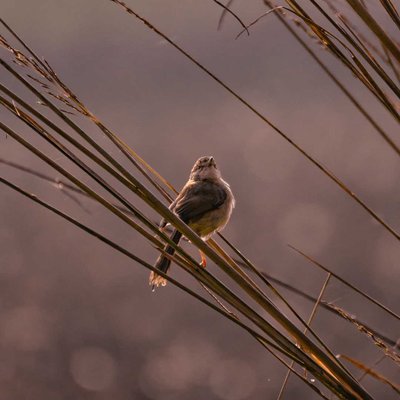 Karoo prinia.