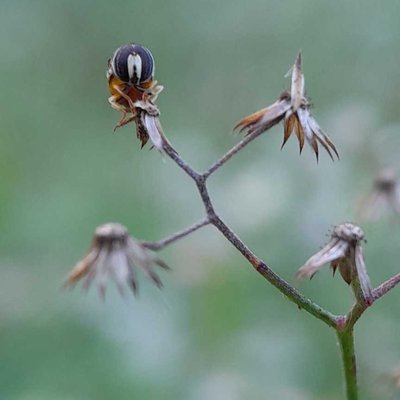 Hoverfly