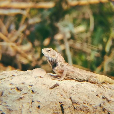 Garden lizard 