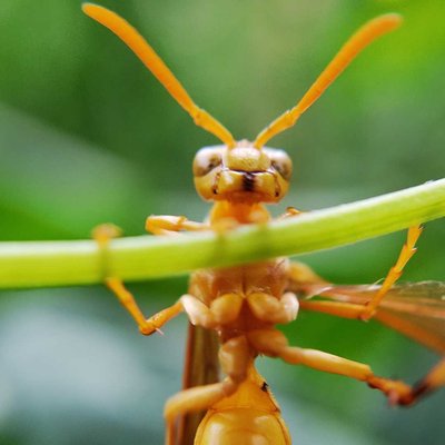 macro 