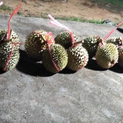 durian natuna