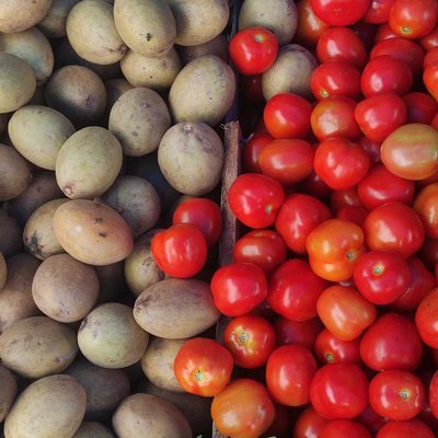 Buah Sawo VS Buah Tomat