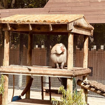 🐵