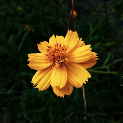 Marigold ☘️