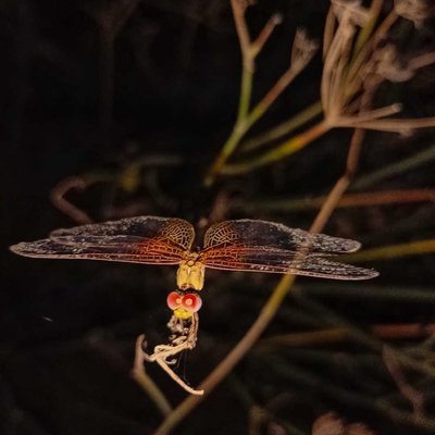 dragonfly