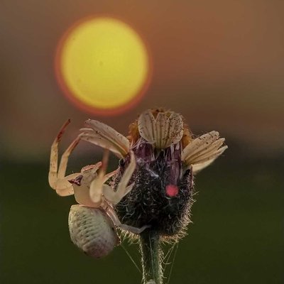 Crab Spider it's won style 