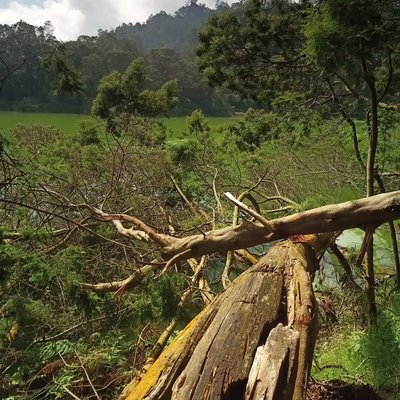 Pohon Tumbang di Tepian Telaga Warna