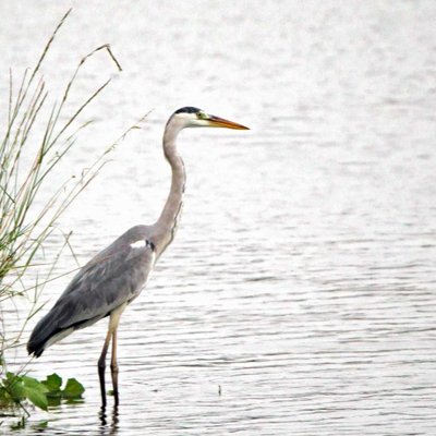 Grey Heron