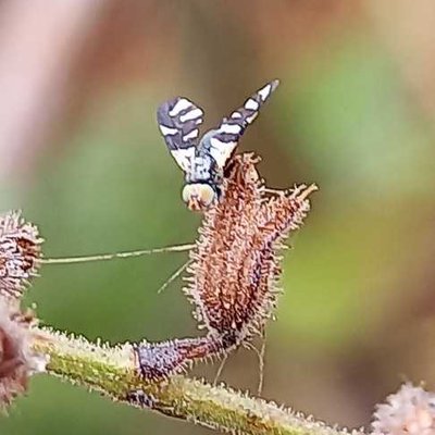 macro