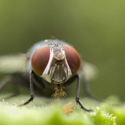 mobile macro photography (House fly)