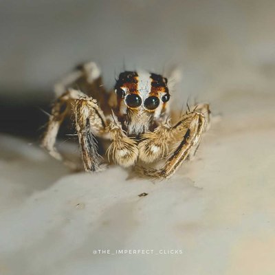 Spider 🕷️ 