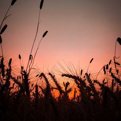 Sunset During The Wheat 🌾 Season
