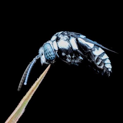 Thyreus nitidulus