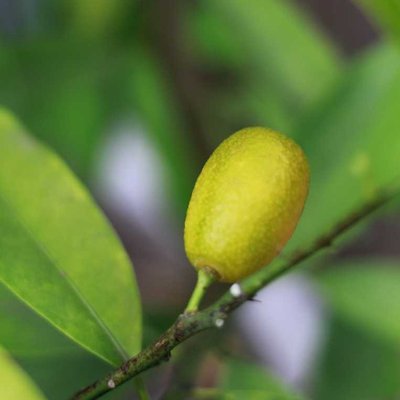 Jeruk Nagami Menguning 