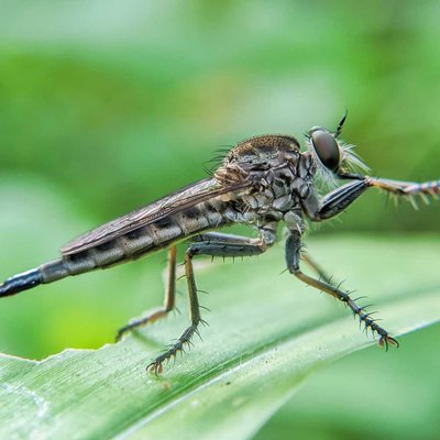 Robber Fly