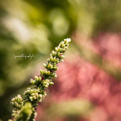 Macro Photography 🍃