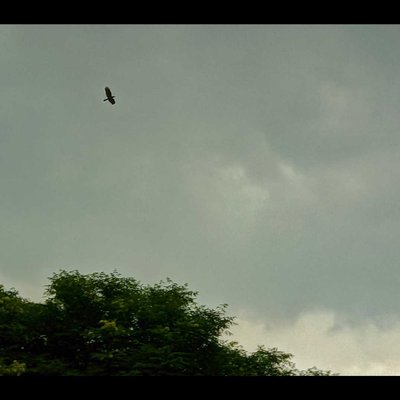 Flying Bird on the background of a Blue sky ☁️🐦