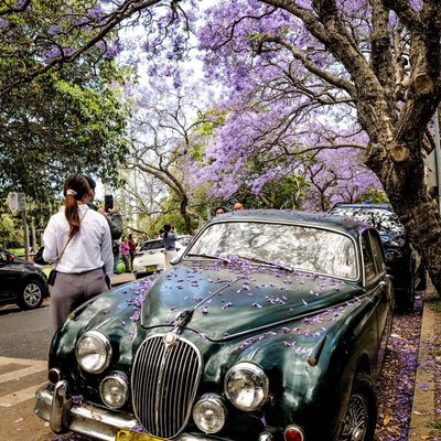 Jacarandas