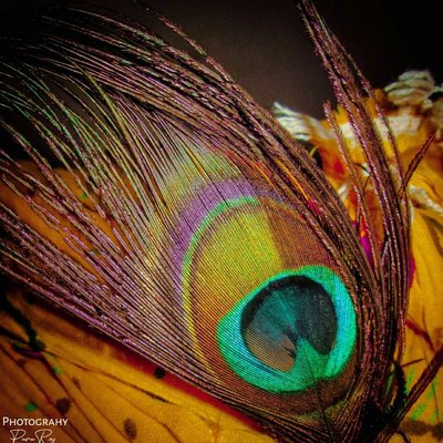 Feather of Peacock 