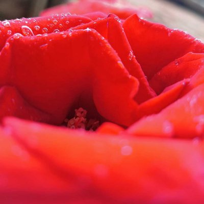 Roses are red 🌹