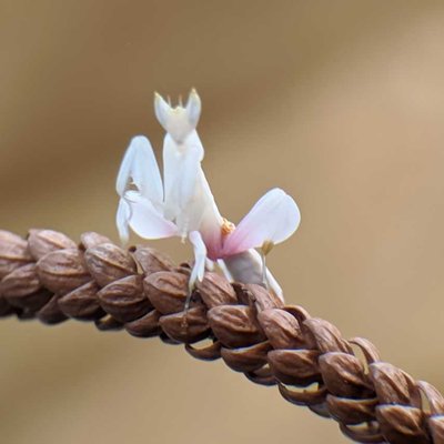 Orchid mantis