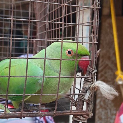 || PARROT ||