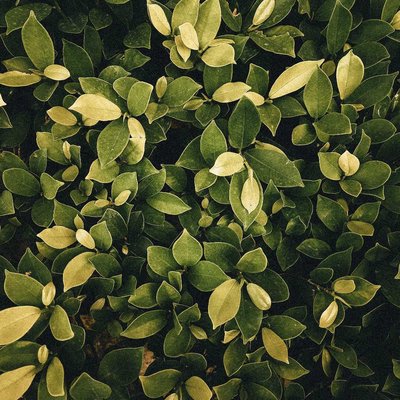 Greenery