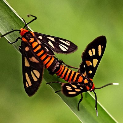 Amata Huebneri