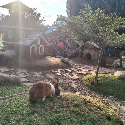 Farm House Susu Lembang 