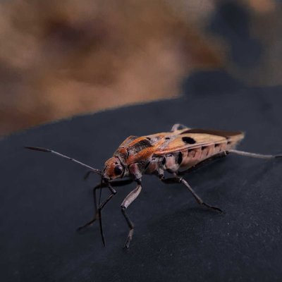 Spilostethus pandurus


