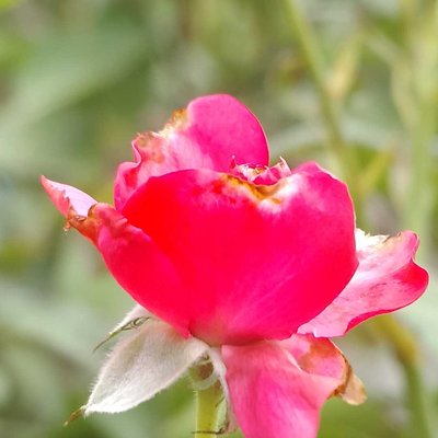 Rosa chinensis